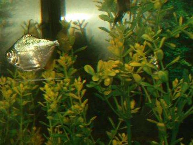 freshwater fish - metynnis argenteus - silver dollar stocking in 110 gallons tank - the dollar