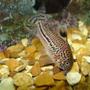 freshwater fish - corydoras sp. - false julii cory cat stocking in 110 gallons tank - my spotted cory cat