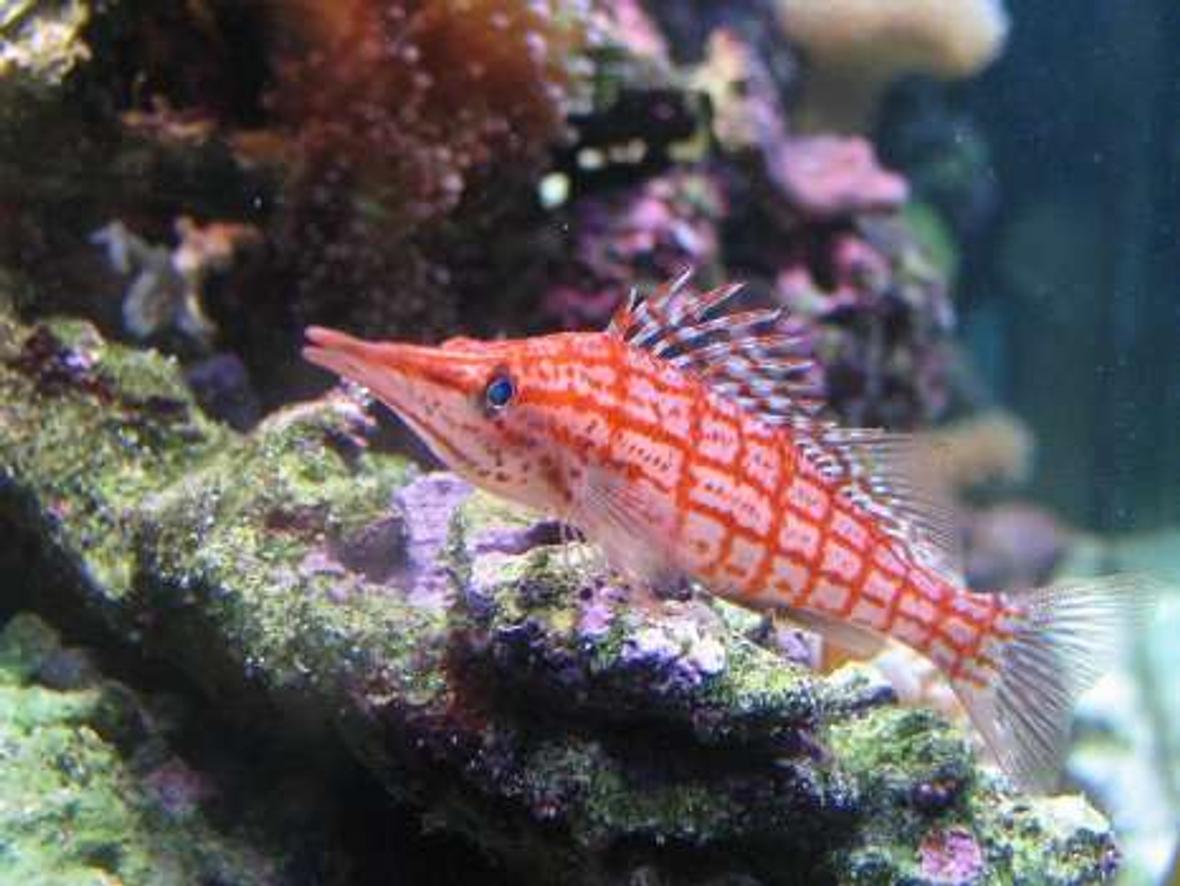 saltwater fish - oxycirrhites typus - longnose hawkfish stocking in 110 gallons tank - Long Nose Hawkfish