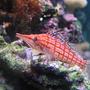 saltwater fish - oxycirrhites typus - longnose hawkfish stocking in 110 gallons tank - Long Nose Hawkfish