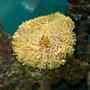 corals inverts - heteractis magnifica - ritteri anemone stocking in 110 gallons tank - Heteractis magnifica anemone