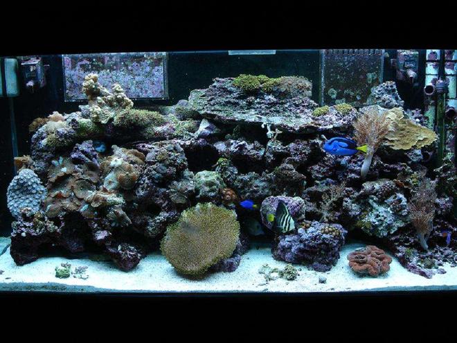 80 gallons reef tank (mostly live coral and fish) - front center