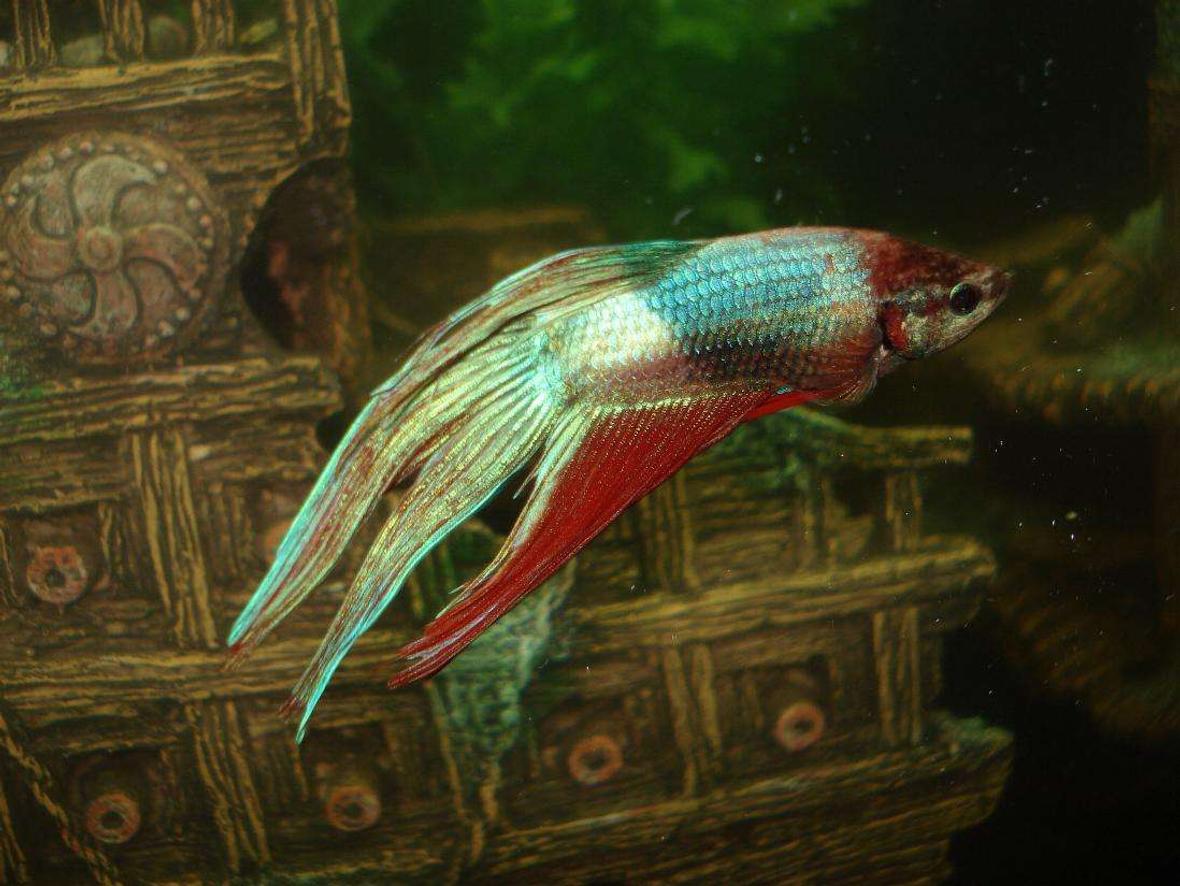 freshwater fish - betta splendens - betta - male stocking in 24 gallons tank - Another pic of Rocky