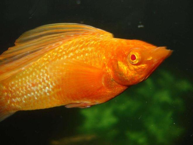 freshwater fish - poecilia latipinna - golden sailfin molly stocking in 24 gallons tank - The big ol Sailfin, Goldmember