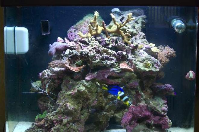 14 gallons reef tank (mostly live coral and fish) - This is our brand new 14 gallon oceanic biocube, it has only been running for about a month now, enjoy... 1/15/07