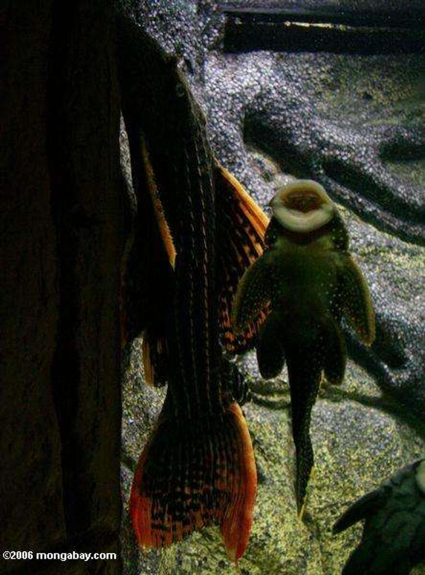 freshwater fish - glyptoperichthys gibbiceps - sailfin pleco (l-83) stocking in 20 gallons tank - just love watching it