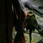 freshwater fish - glyptoperichthys gibbiceps - sailfin pleco (l-83) stocking in 20 gallons tank - just love watching it