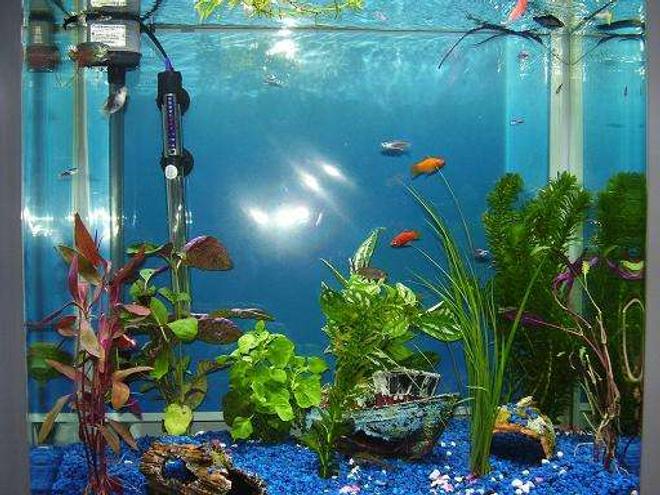 26 gallons freshwater fish tank (mostly fish and non-living decorations) - :)