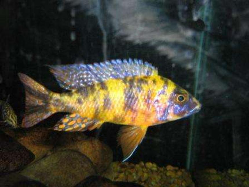 Rated #137: Freshwater Fish - Aulonocara Nyassae Var. - Peacock Cichlid, Orange Blossom Stocking In 120 Gallons Tank - orange bloch peacock