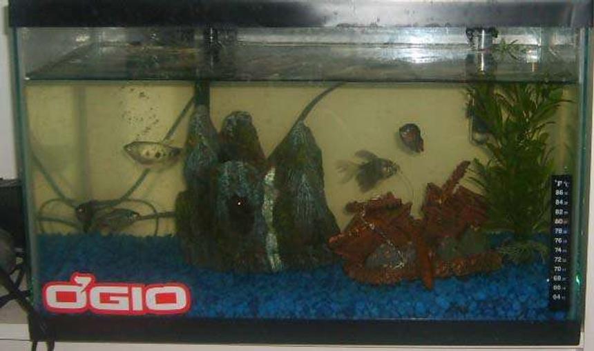 Rated #589: 10 Gallons Freshwater Fish Tank - my first tank 10g  semi agr fish