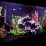 55 gallons freshwater fish tank (mostly fish and non-living decorations) - My 55 Gallon Tank
