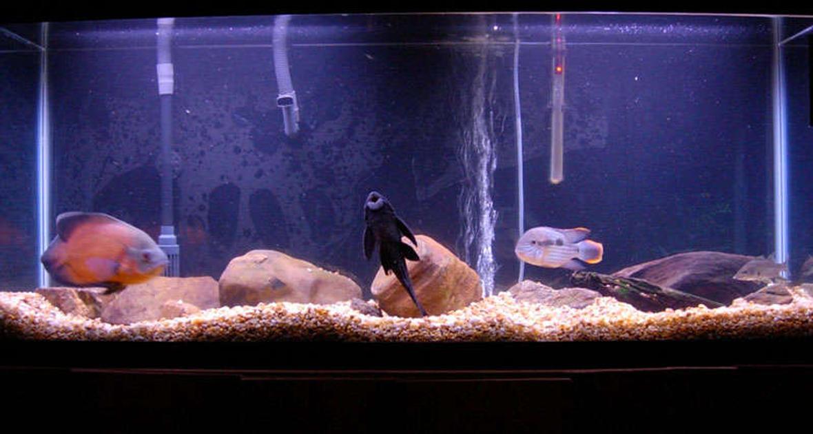 55 gallons freshwater fish tank (mostly fish and non-living decorations) - 55 Gallon