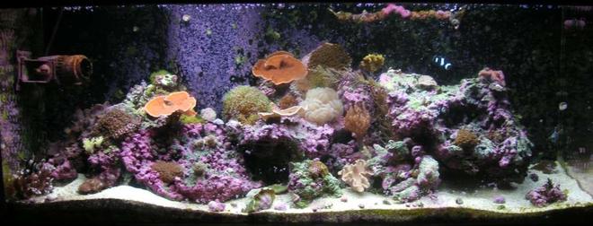 125 gallons reef tank (mostly live coral and fish) - my 125