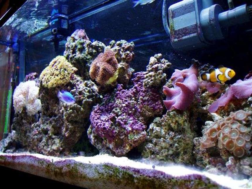Rated #97: Reef Tank - coral life