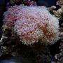corals inverts - euphyllia paradivisa - frogspawn coral - Frogspawn Coral