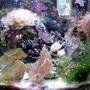 24 gallons reef tank (mostly live coral and fish) - I have a 24 Gallon Nano Cube Reef Tank that I have had up for 1 year. In the bottom right of the pic you can see added some Caulerpa to help with nitrates and phosphates since I have no refugium.