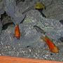 freshwater fish - heros severus x amphilophus citrinellum - blood parrot stocking in 150 gallons tank - ccichlids