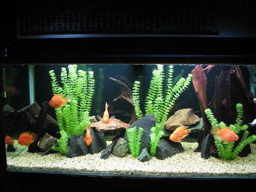 Rated #203: 120 Gallons Freshwater Fish Tank - My Parrot tank