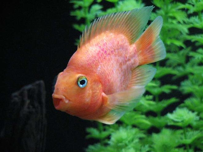 freshwater fish - heros severus x amphilophus citrinellum - blood parrot stocking in 120 gallons tank - My top model