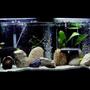 55 gallons freshwater fish tank (mostly fish and non-living decorations) - 55gl freshwater cichlids