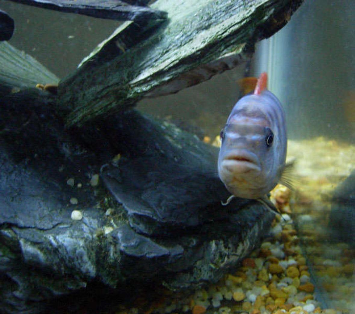 freshwater fish - labidochromis sp. - hongi stocking in 20 gallons tank - Hongi