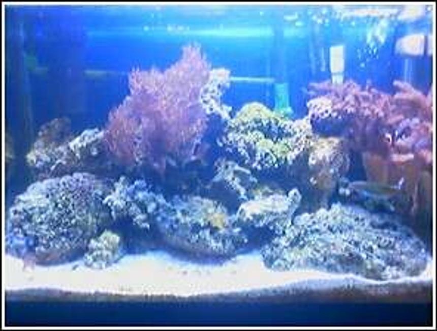 Rated #176: 20 Gallons Reef Tank - 20 gallon been set up for a year