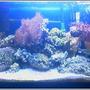20 gallons reef tank (mostly live coral and fish) - 20 gallon been set up for a year
