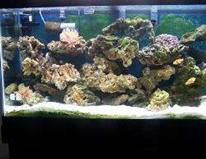 40 gallons saltwater fish tank (mostly fish, little/no live coral) - best pic i have for now of a full tank shot. all my other fish are camera shy