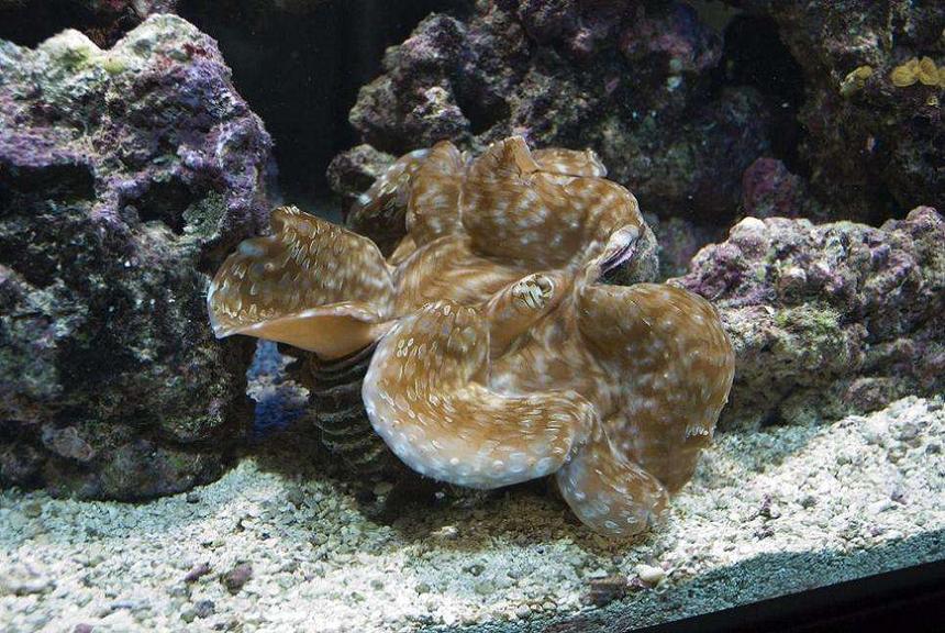 Rated #34: Corals Inverts - Tridacna Maxima - Gold Maxima Clam Stocking In 190 Gallons Tank - Gold Maxima Clam