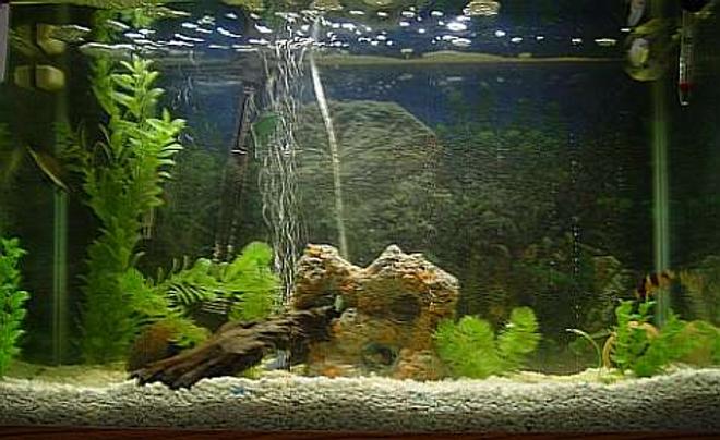 29 gallons freshwater fish tank (mostly fish and non-living decorations) - stocked with 1 bala shark, 1 black banded leporinus, 1 clown loach, 2 catfish debauwi, and 2 blue guarami's. I know im overstock, but will be upgrading before fish get too much bigger.