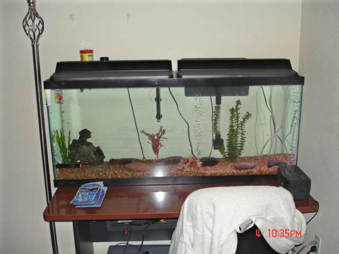 55 gallons freshwater fish tank (mostly fish and non-living decorations) - Brand New