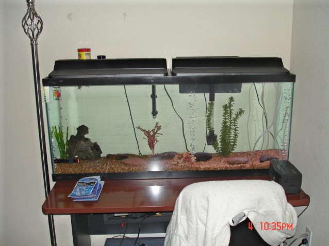 55 gallons freshwater fish tank (mostly fish and non-living decorations) - Brand New