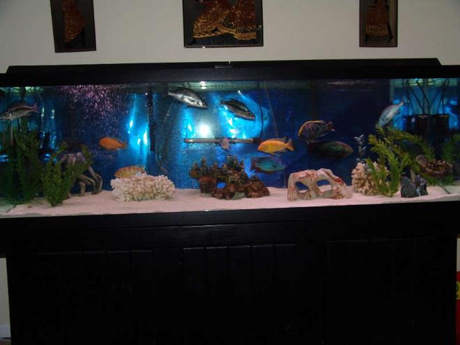 125 gallons freshwater fish tank (mostly fish and non-living decorations) - 125 gallon AGA African Cichlid tank.  Filtration includes 2 x Aquaclear 500, 1 Filstar XP3, 4 Hagen 400gph Powerheads for 6 Under Gravel Jets, and a dual air pump.  My temp is a constant 79F set with a 250 watt heater.