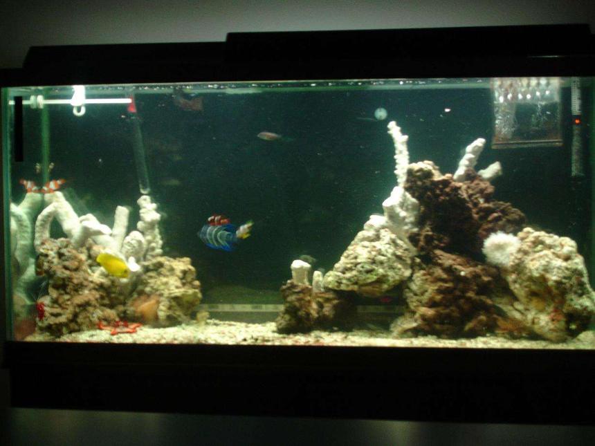Rated #66: 60 Gallons Saltwater Fish Tank - thats new branch rock, can't wait till it turns colors