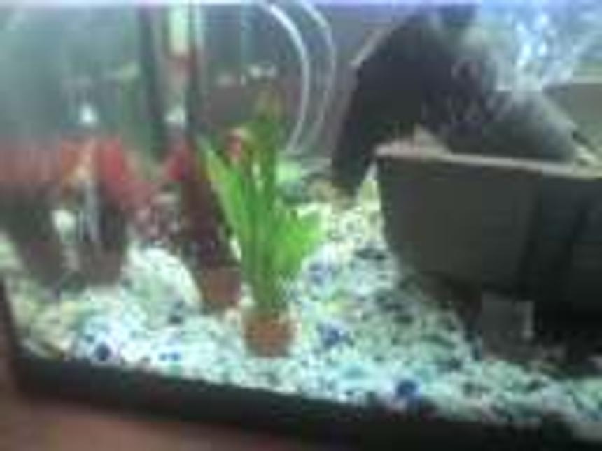 Rated #68: Fish Tank Picture - a