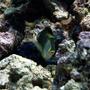 saltwater fish - naso elegans - naso blonde tang stocking in 190 gallons tank - Blonde Naso Tang