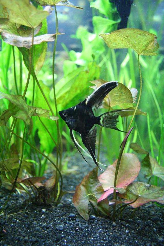 freshwater fish - pterophyllum sp. - black veil angel stocking in 55 gallons tank - one of our angels