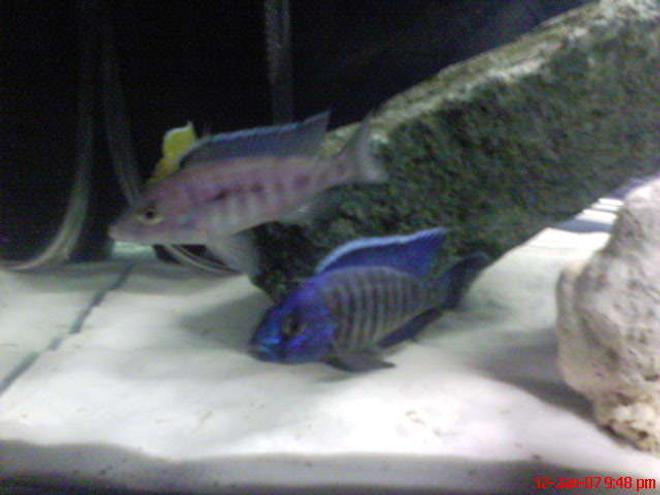 freshwater fish - aulonocara stuartgranti - peacock cichlid stocking in 60 gallons tank - 2 blue cichlids
