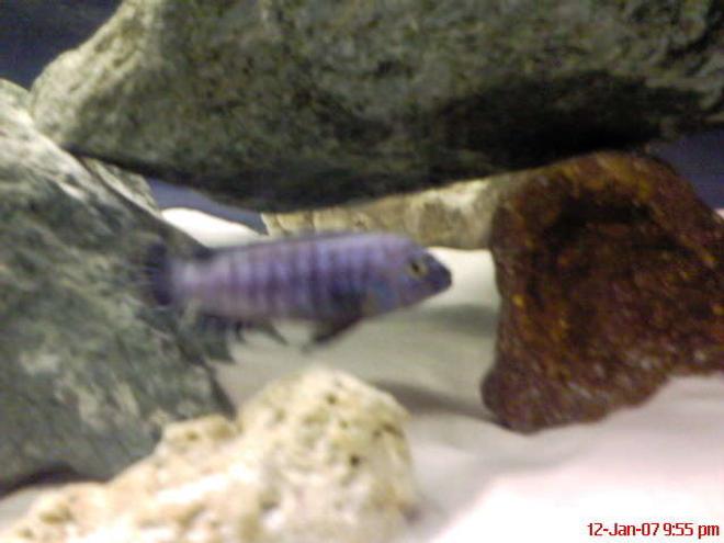 freshwater fish - pseudotropheus saulosi - saulos mbuna stocking in 60 gallons tank - male salousi