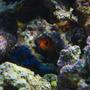 saltwater fish - sargocentron xantherythrum - squirrelfish, striped stocking in 190 gallons tank - Alvin the Squirrelfish