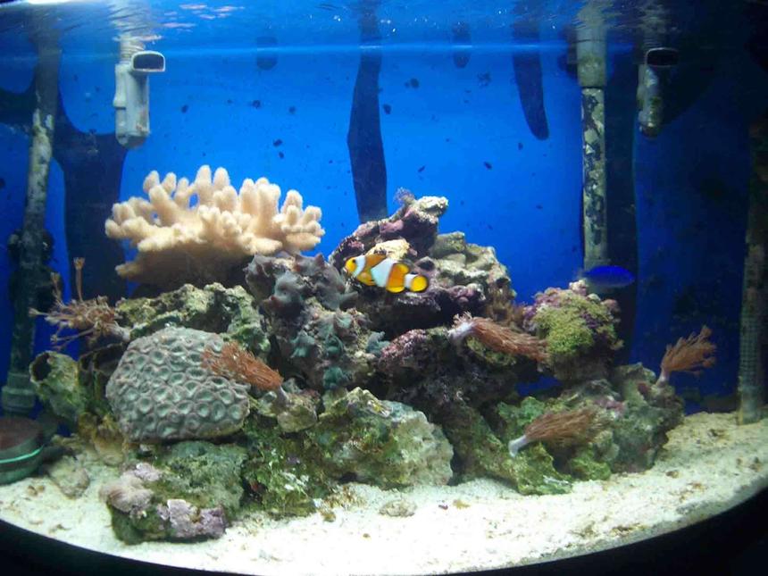 Rated #172: 30 Gallons Reef Tank - a 30 gallon bowfront with 2 fluval 205s 1kg of live rock a uv steriliser and a skimmer. lighting 130watts of t5 lighting (5 tubes) 55watts of actinic blue and 75watts of marine white. i do a 10% water change every month.