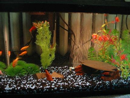 freshwater fish - carassius auratus - goldfish stocking in 10 gallons tank - My cute little gold fish. . .isn't the set-up adorable?