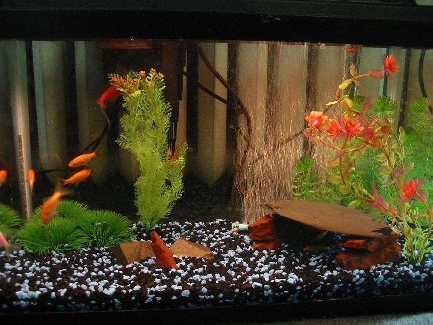 Rated #2252: Freshwater Fish - Carassius Auratus - Goldfish Stocking In 10 Gallons Tank - My cute little gold fish. . .isn't the set-up adorable?