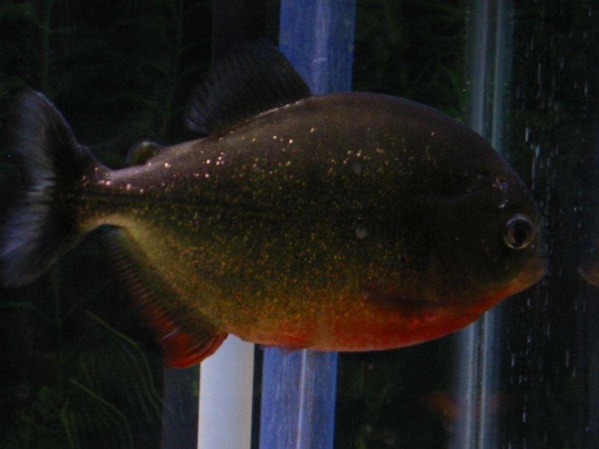 Rated #189: Freshwater Fish - Pygocentrus Nattereri - Redbellied Pirhana Stocking In 55 Gallons Tank - Vicious