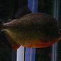 freshwater fish - pygocentrus nattereri - redbellied pirhana stocking in 55 gallons tank - Vicious