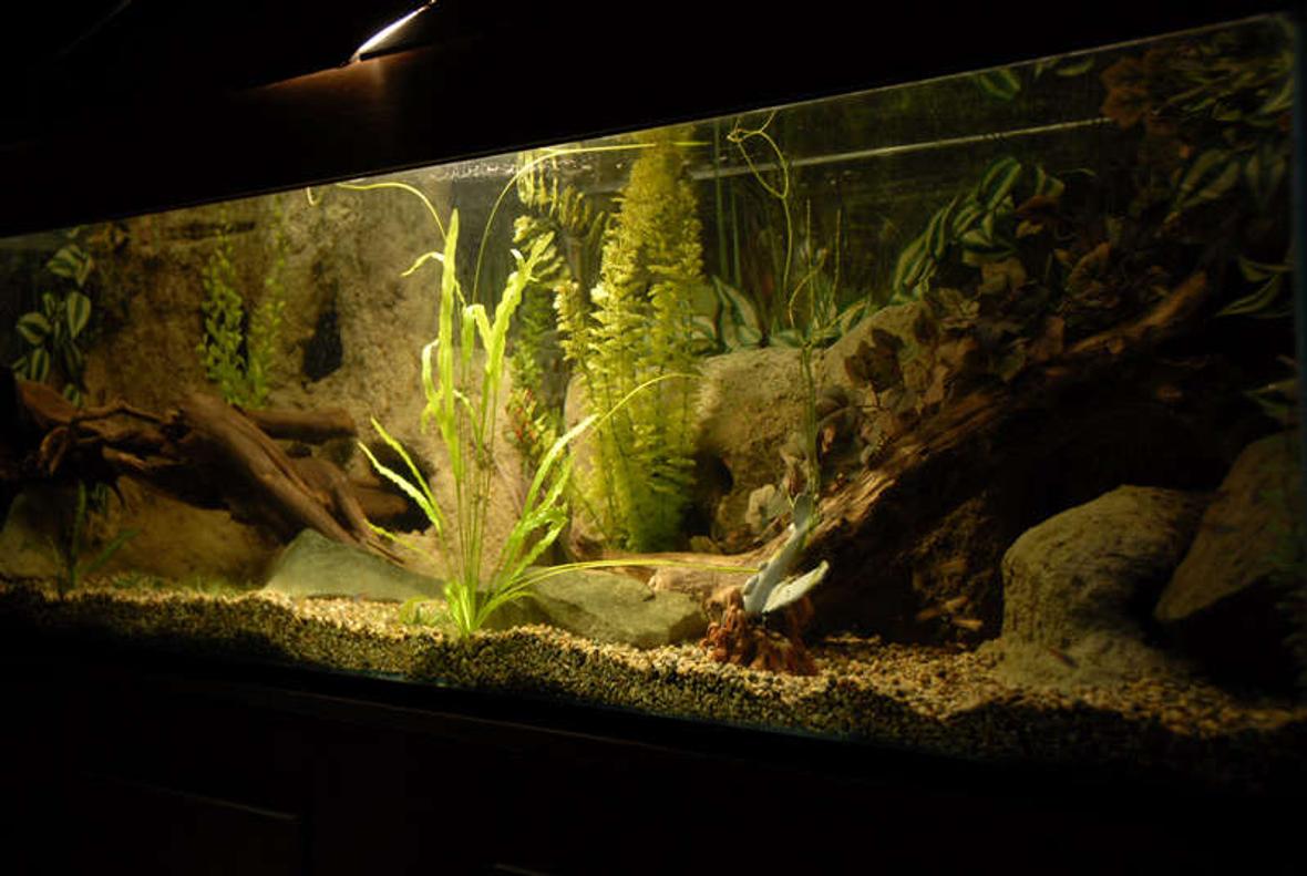 120 gallons freshwater fish tank (mostly fish and non-living decorations) - My Tank.