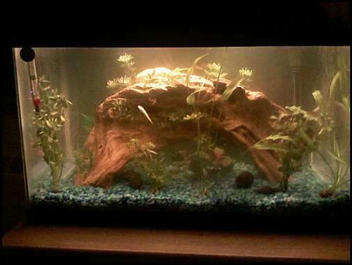 10 gallons planted tank (mostly live plants and fish) - Contains 2 pepper corydoras, 1 Pictus Catfish, 2 Guppys and an Algae Eater. Various live plans including Moneywart, Rotala, Red Ludwigia.
