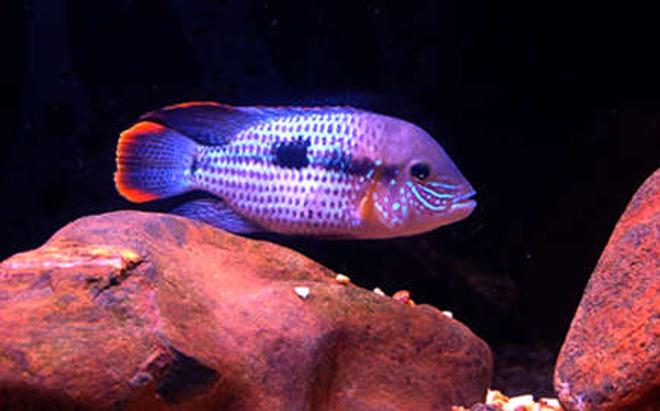 freshwater fish - aequidens rivulatus - green terror stocking in 55 gallons tank - Male Green Terror