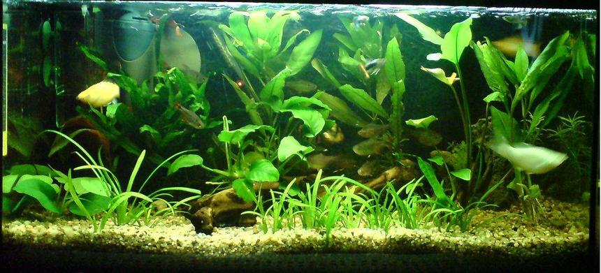 Rated #74: 15 Gallons Planted Tank - my aqua