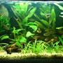 15 gallons planted tank (mostly live plants and fish) - my aqua
